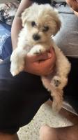 chien-vend-un-bichon-maltais-kouba-alger-algerie