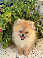 chien-spitz-nain-pomeranian-bethioua-oran-algerie