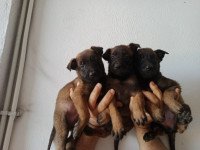 chien-chiots-malinois-draria-alger-algerie