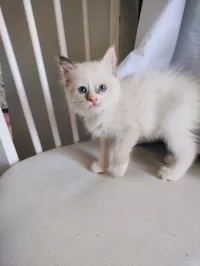 Chat croisés mère Red points et père siamois 