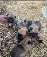 chien-malinois-1-mois-pure-race-tizi-ouzou-algerie