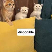 Chat scottish fold & british short hair