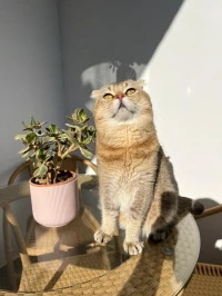 Scottish fold pour accouplement 