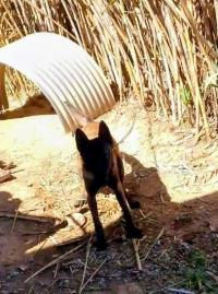 كلب-malinois-معسكر-الجزائر