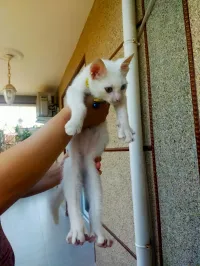 Chat angorra turc