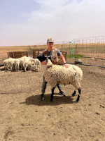 animaux-de-ferme-mouton-كباش-العيد-أضاحي-beni-mered-blida-algerie