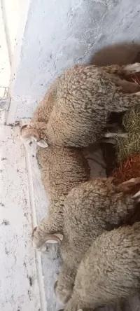 Moutons 