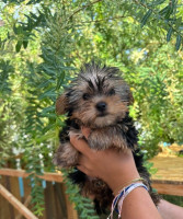 chien-yorkshire-terrier-dar-el-beida-alger-algerie