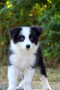 Boerder Collie (élevage européen)