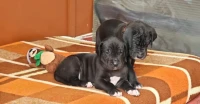 Dogue Allemand (élevage européen)