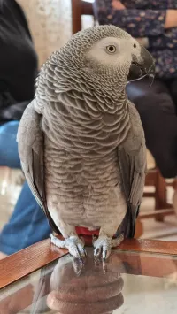 Perroquet Gabonais perdu (هربلي غابوني ) à Douéra