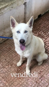 Husky