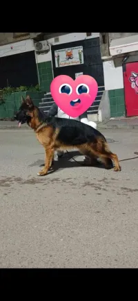 Chiots berger allemand de très haut niveau 