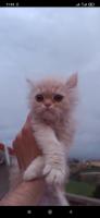 Chaton Persan Chichilia Algerie