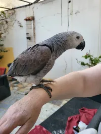African grey gaboni 