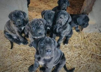 chien-cane-corso-draria-alger-algerie