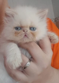 Chatons persans
