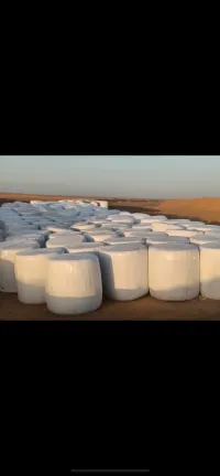 Vente sorgo ensilage