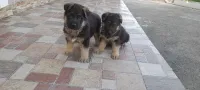 Chiots berger allemand 