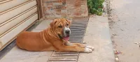 chien Persa canario