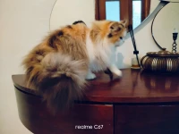 Chatte femelle persan