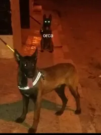 Malinois 