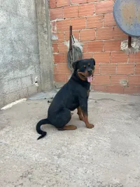 Rottweiler 1ans race allemande 
