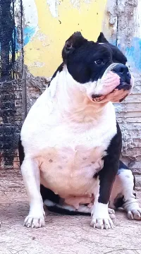 Américain bully 