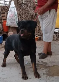 Rottweiler 