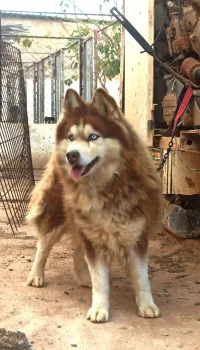 Husky