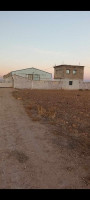 hangar-location-setif-tella-algerie