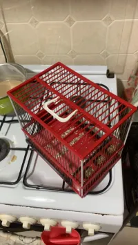 Cage, chardon espagnol