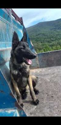 Chien Malinois charbonné 
