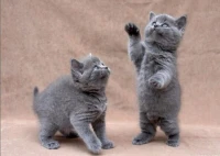 British Short Haïr Rt Scottish fold