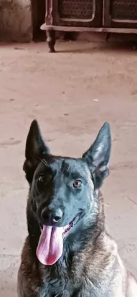 Chienne malinoise avendre 
