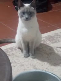 Chat