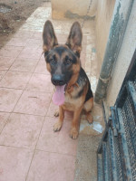 chien-berger-allemand-rex-birkhadem-alger-algerie