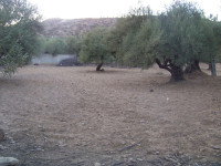 terrain-vente-bouira-chorfa-algerie