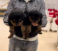 chien-rottweiler-serbie-akbou-bejaia-algerie