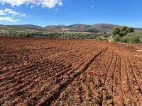 terrain-agricole-vente-tlemcen-oued-chouli-algerie