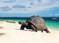 Voyage organisé ZANZIBAR ET LE CAIRE 