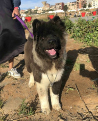 chien-akita-american-poil-longue-5mois-pure-race-draria-alger-algerie