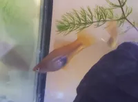 Poisson Xypho