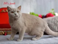 British short hair 