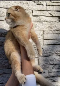 Scottish fold 