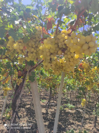 terrain-agricole-vente-boumerdes-larbatache-algerie