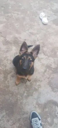 Berger allemand 