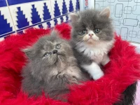 Chaton peke face