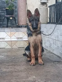 Berger allemand 