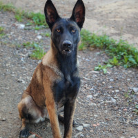 chien-femelle-malinois-11-mois-sidi-moussa-alger-algerie